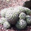 Coryphantha_compacta_1